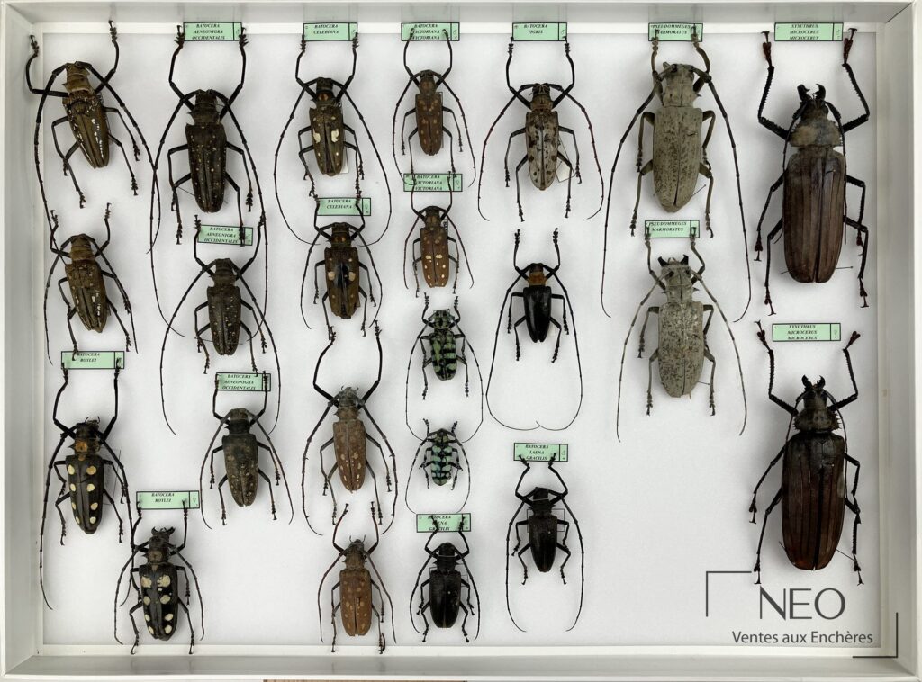 Boîte d’insectes naturalisés avec plusieurs longicornes asiatiques étiquetés