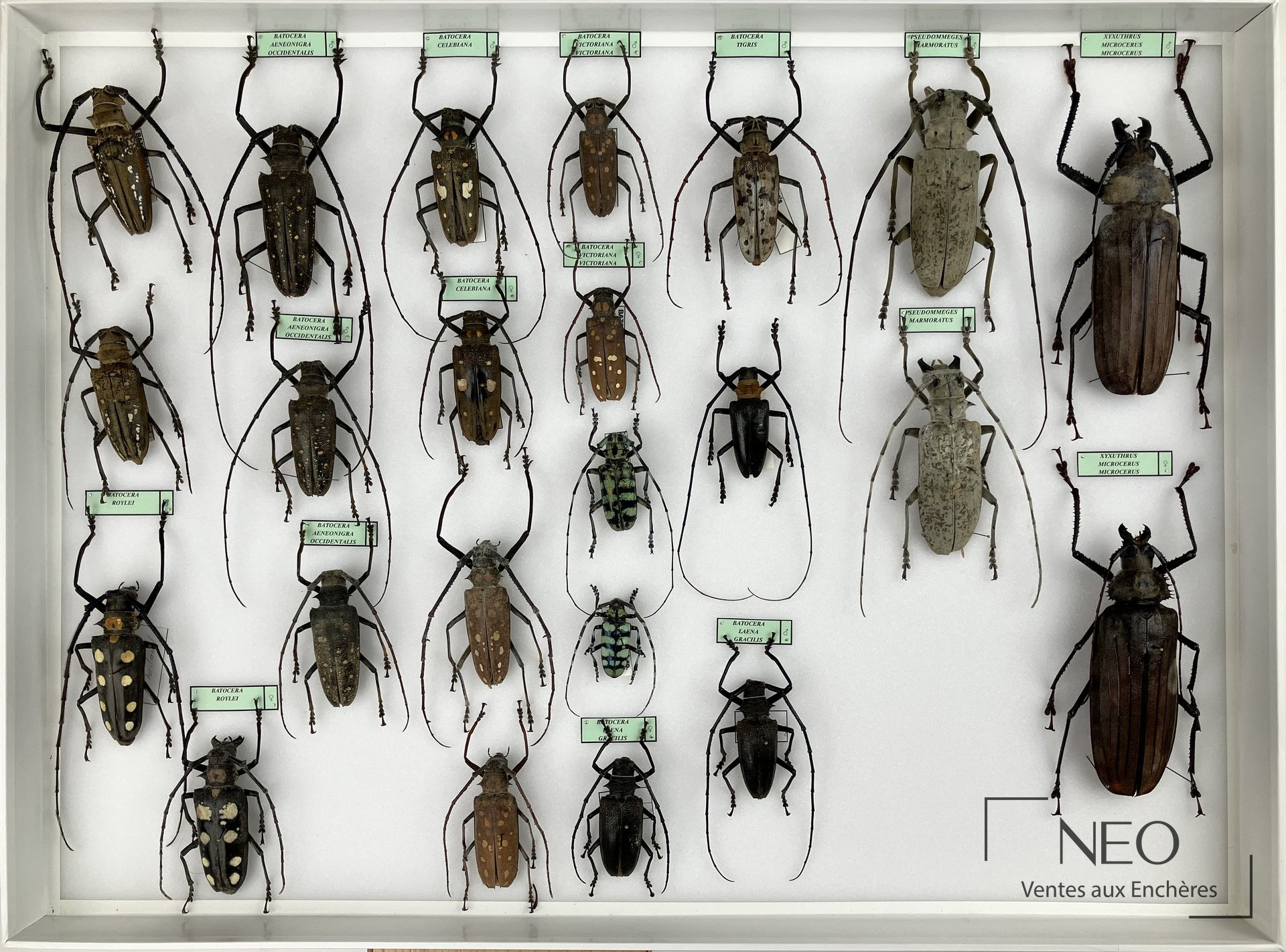 Boîte d’insectes naturalisés avec plusieurs longicornes asiatiques étiquetés