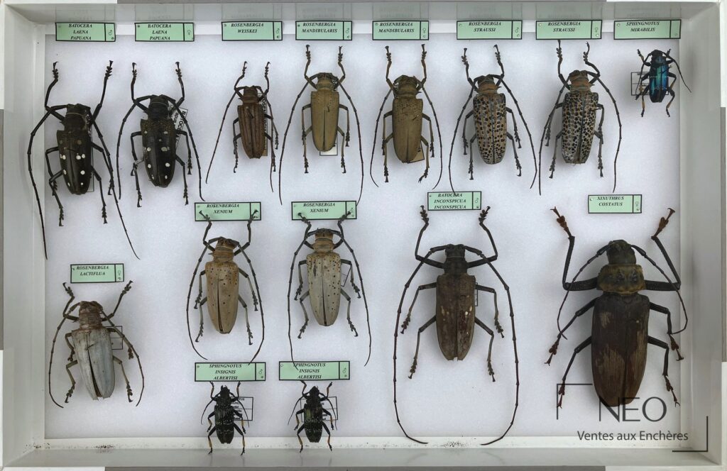 Boîte entomologique de Cerambycidae asiatiques avec plusieurs coléoptères montés et étiquetés