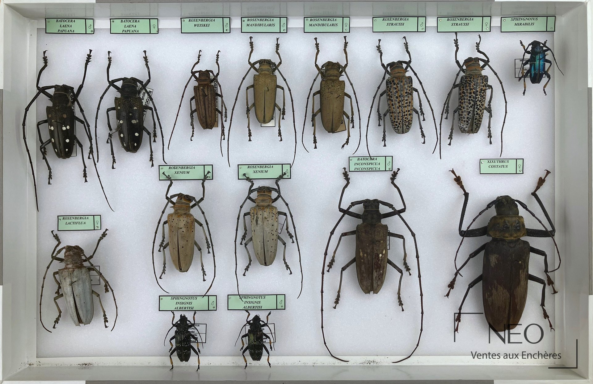 Boîte entomologique de Cerambycidae asiatiques avec plusieurs coléoptères montés et étiquetés