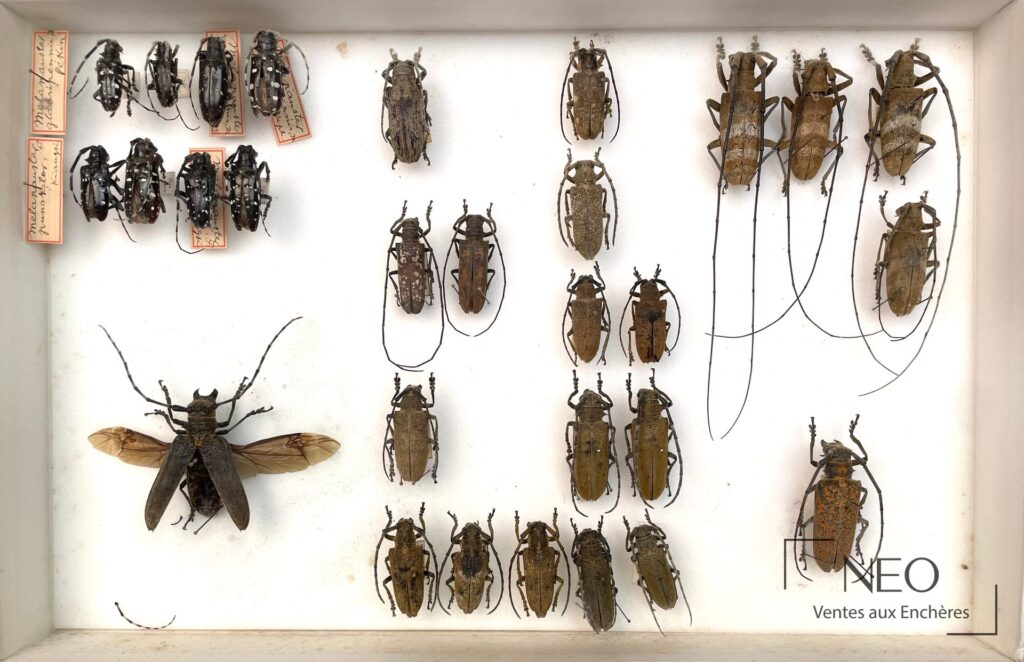 Boîte entomologique avec de nombreux Cerambycidae asiatiques montés sur fond blanc