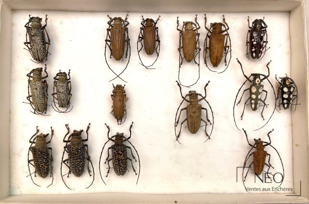 Boîte d'insectes naturalisés avec plusieurs longicornes disposés sur fond clair