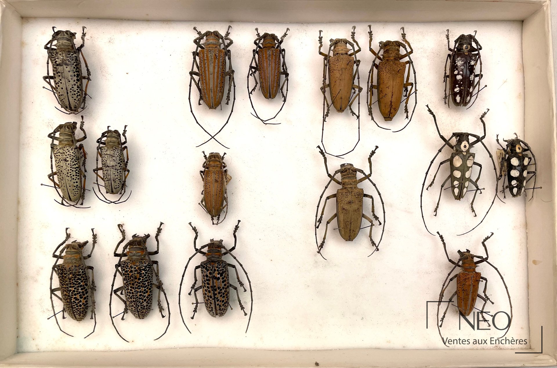 Boîte d'insectes naturalisés avec plusieurs longicornes disposés sur fond clair