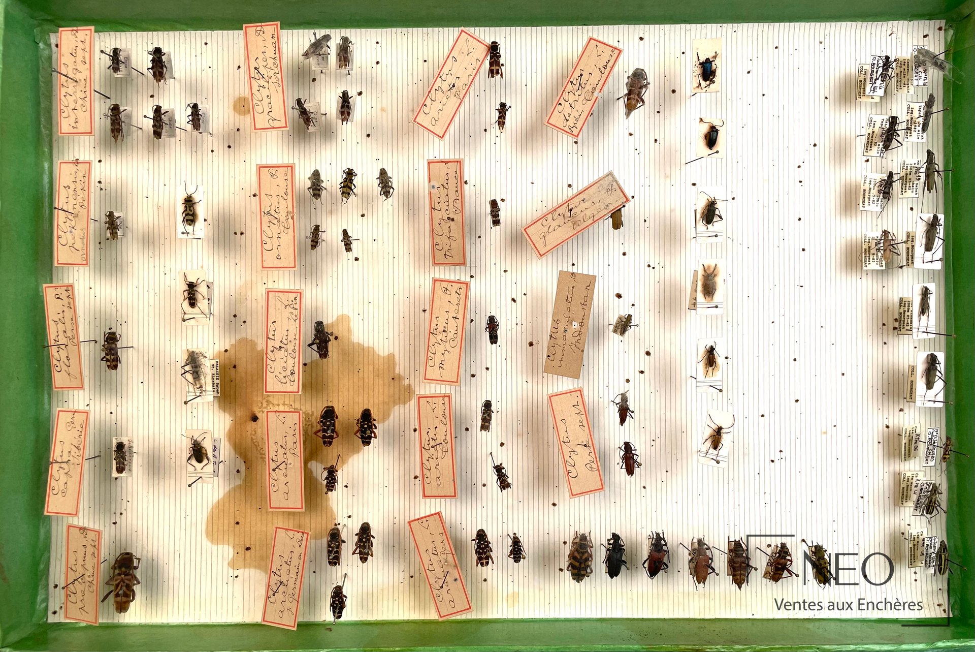 Boîte entomologique verte présentant de nombreux coléoptères épinglés et étiquetés.