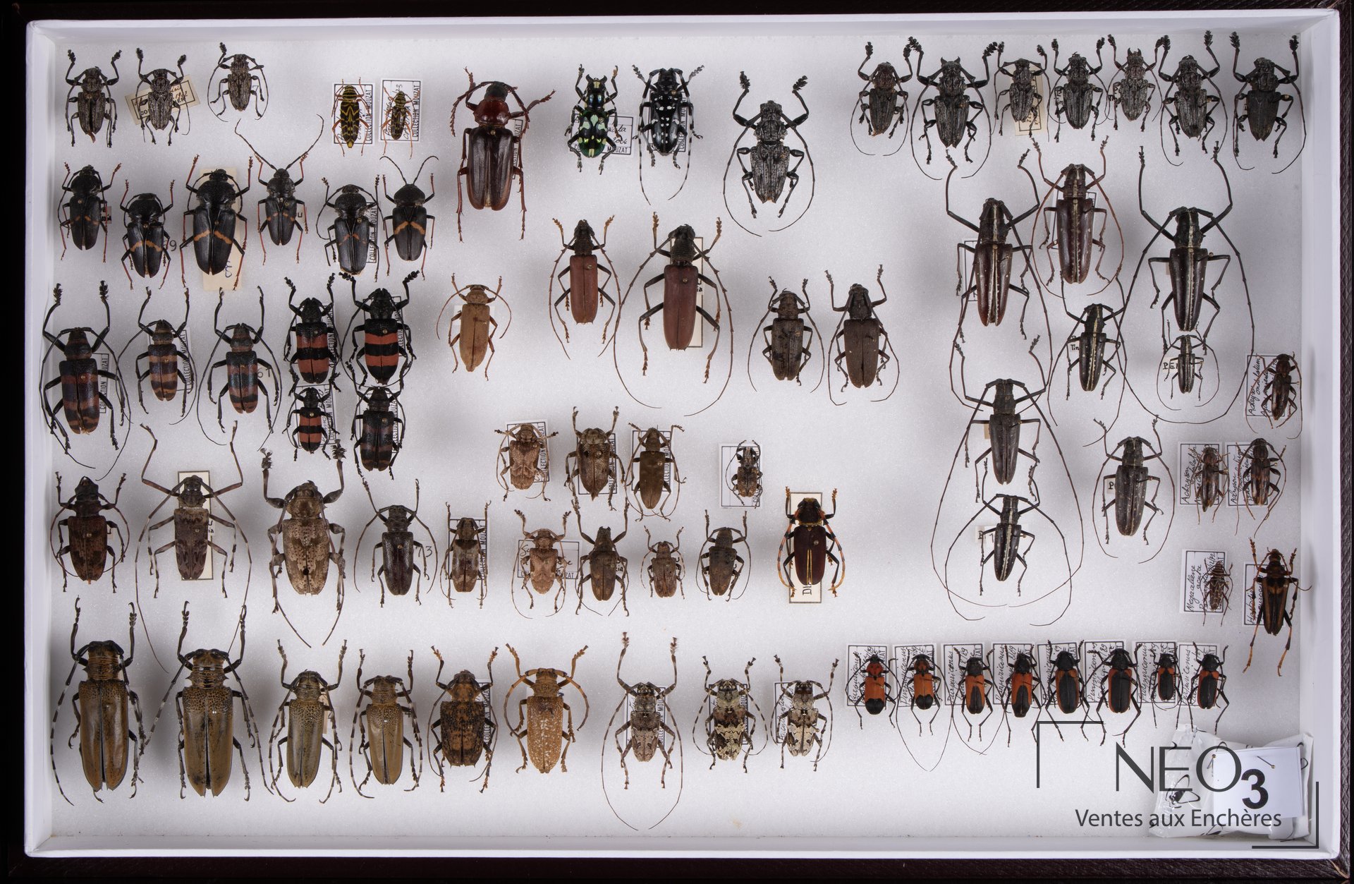Boîte entomologique remplie de coléoptères naturalisés disposés sur fond blanc
