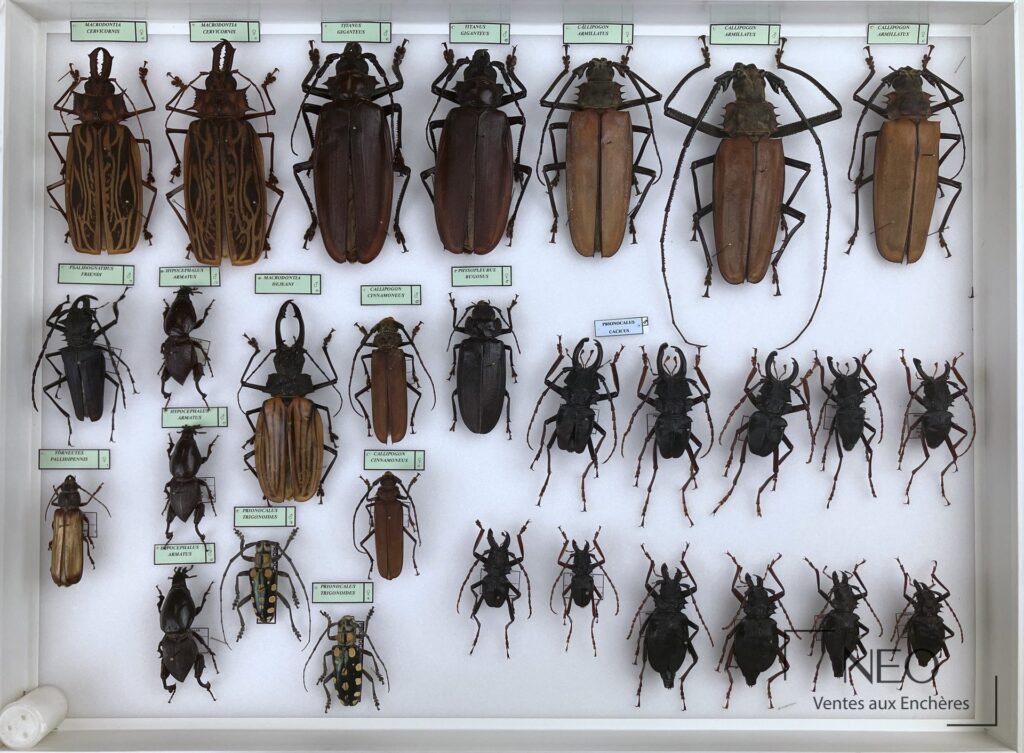 Boîte entomologique de coléoptères avec plusieurs spécimens épinglés et étiquetés