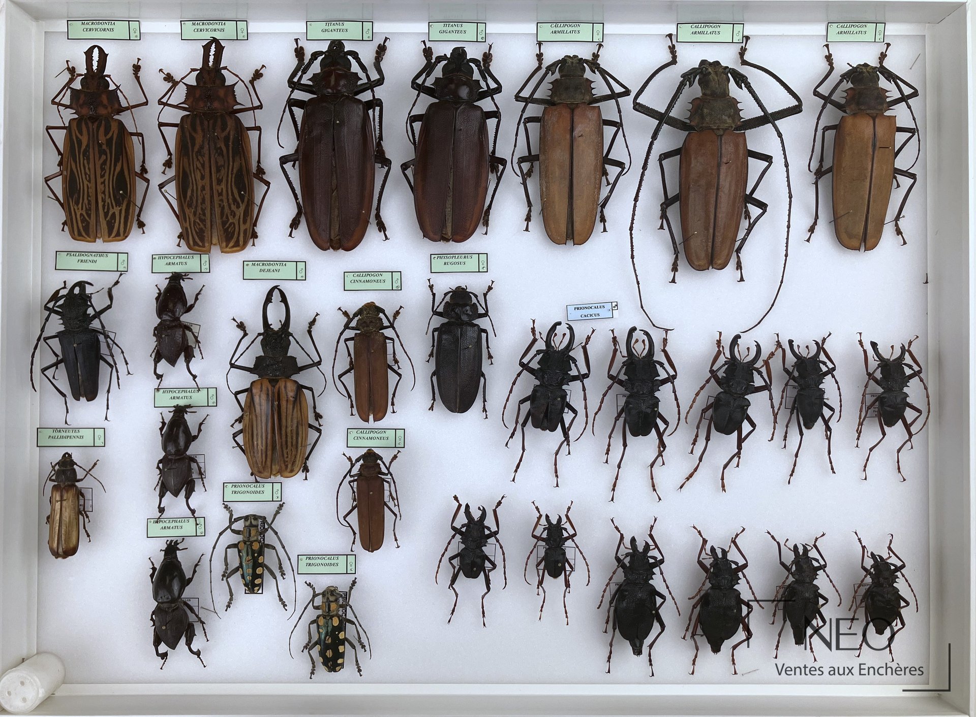 Boîte entomologique de coléoptères avec plusieurs spécimens épinglés et étiquetés