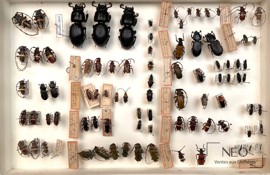Boîte entomologique de Cerambycidae néotropicaux avec spécimens épinglés et étiquettes manuscrites