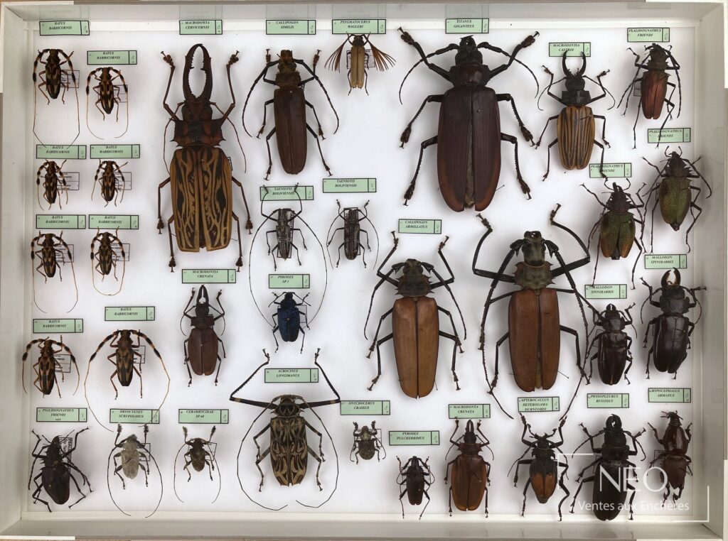 Boîte entomologique présentant une collection de Cerambycidae néotropicaux sur fond clair