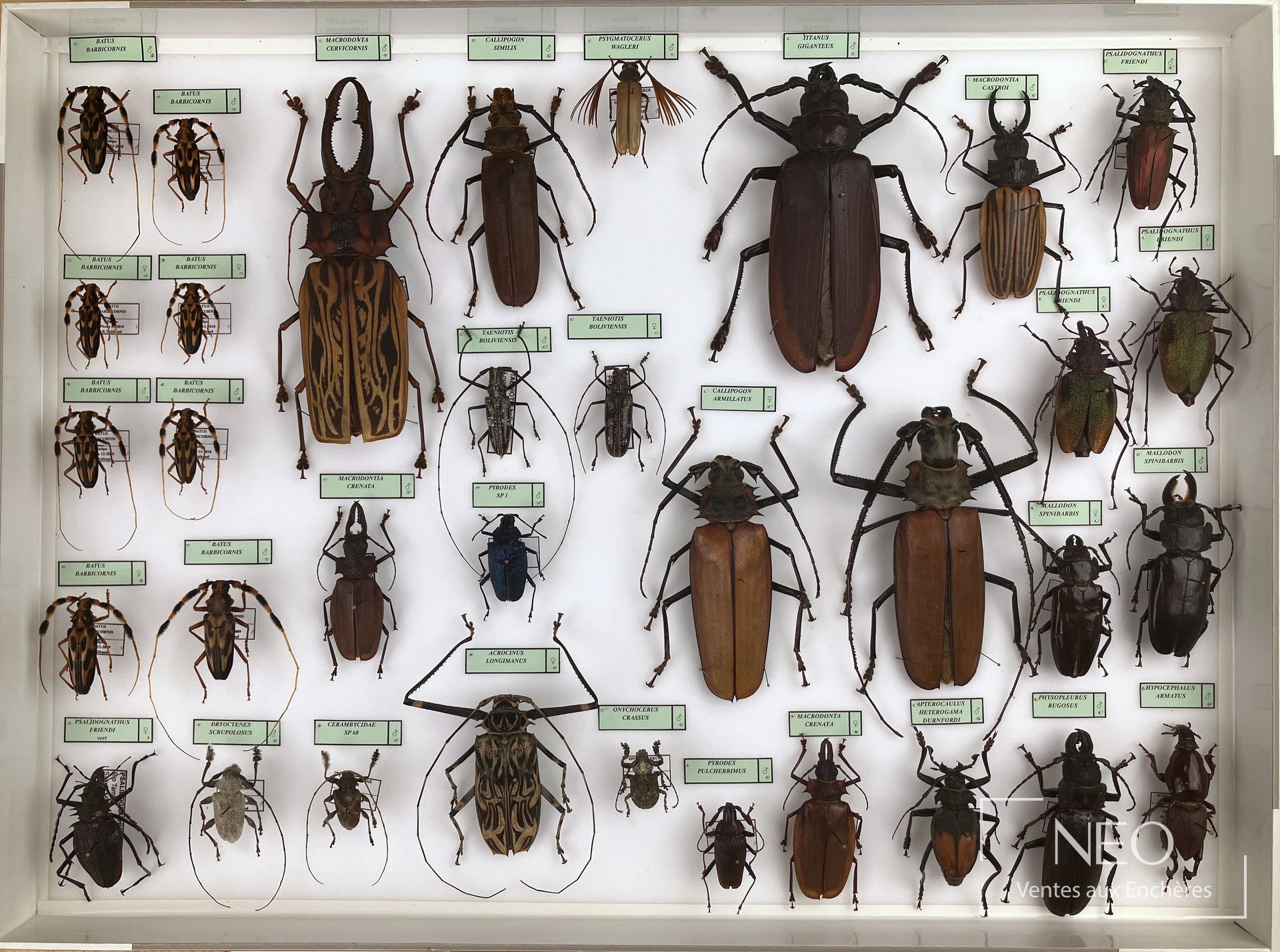 Boîte entomologique présentant une collection de Cerambycidae néotropicaux sur fond clair
