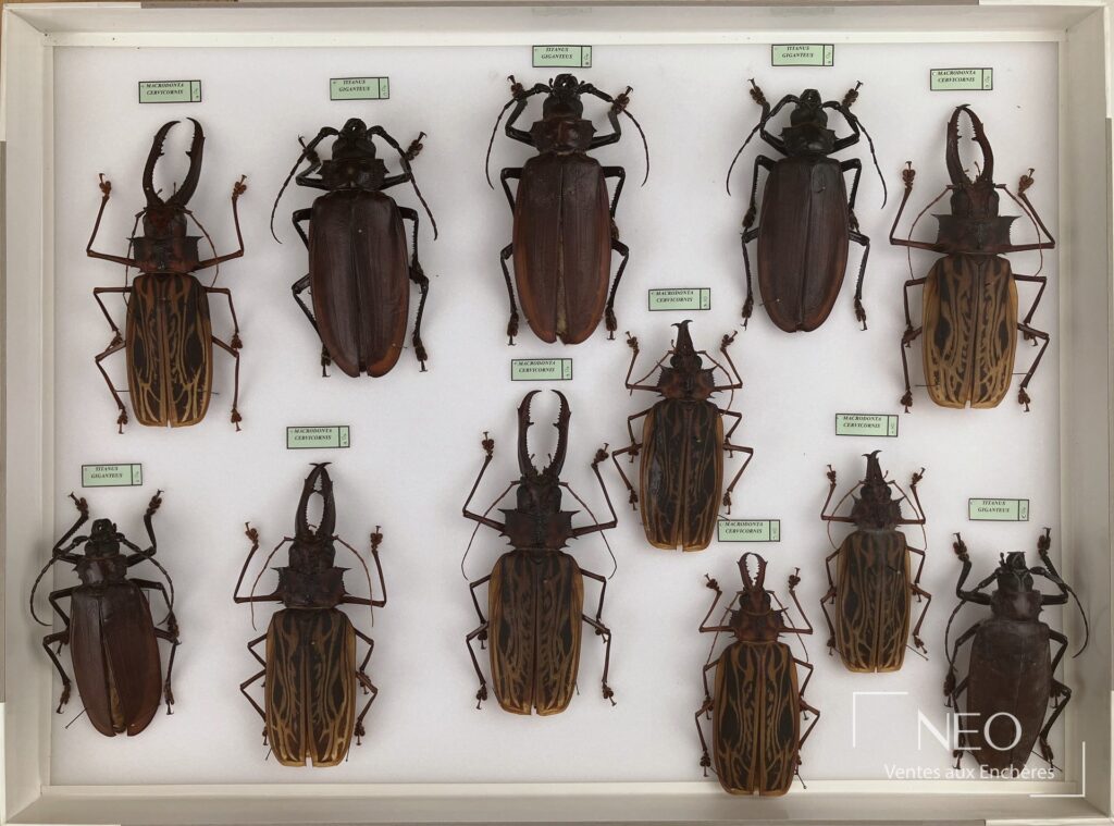 Boîte entomologique présentant plusieurs Cerambycidae néotropicaux alignés sur fond blanc