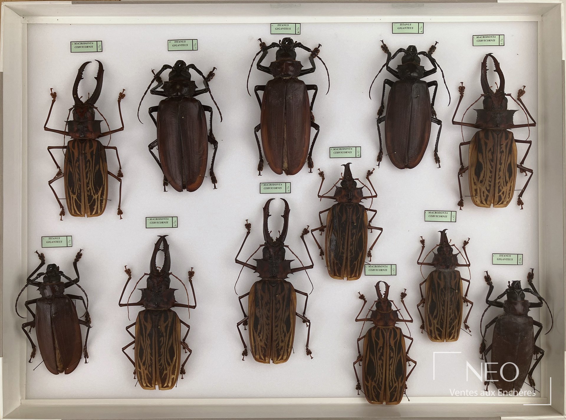 Boîte entomologique présentant plusieurs Cerambycidae néotropicaux alignés sur fond blanc