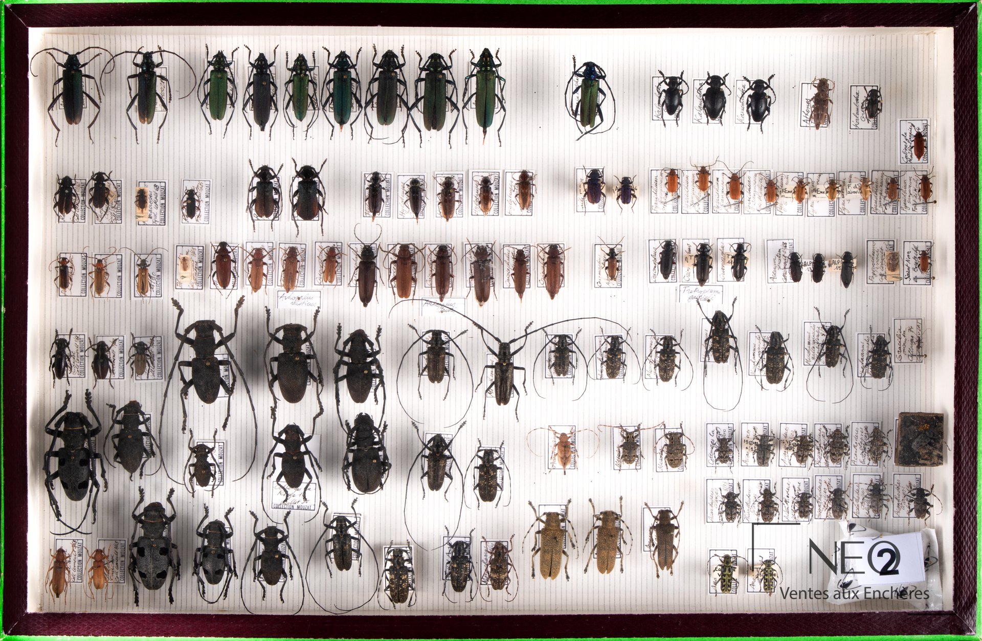 Vue d'ensemble d'un ensemble de Cerambycidae paléarctiques en boîte