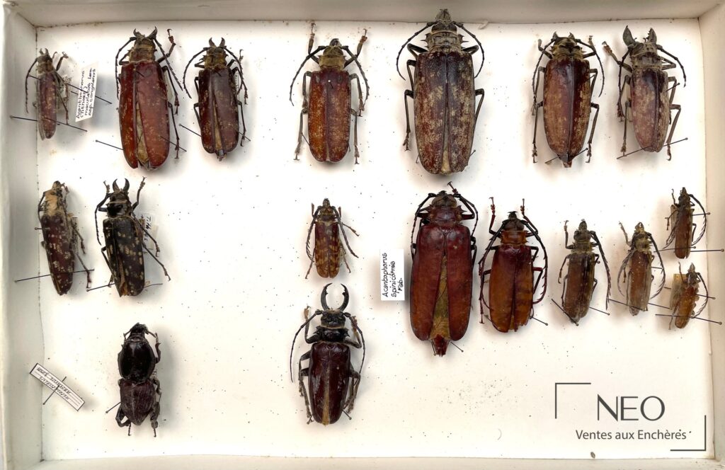 Vue d'ensemble d'une boîte entomologique présentant plusieurs coléoptères montés sur fond blanc