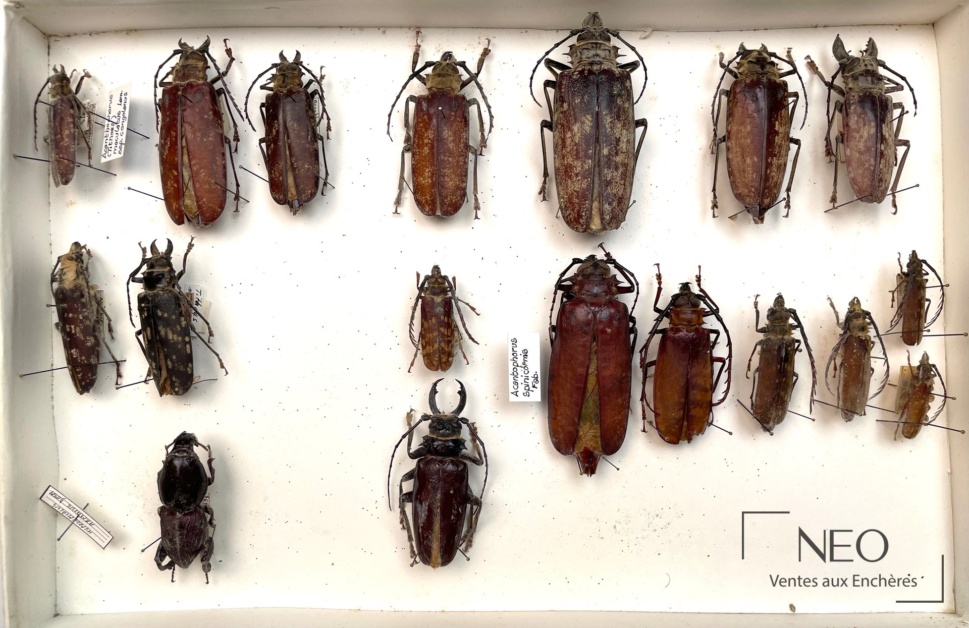 Vue d'ensemble d'une boîte entomologique présentant plusieurs coléoptères montés sur fond blanc