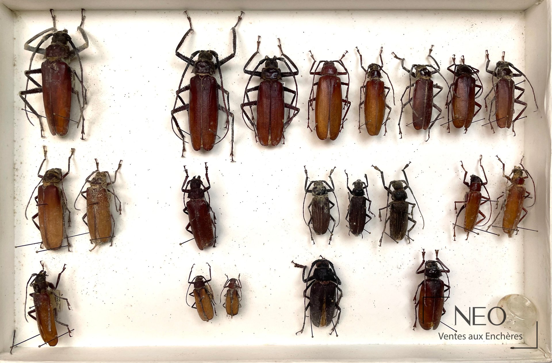 Cerambycidae Prioninae asiatiques dont Xixuthrus heros, env. 43 exemplaires