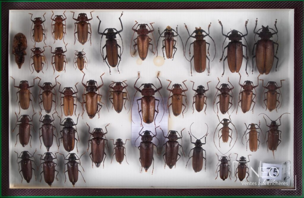 Boîte entomologique de coléoptères exotiques présentés de face