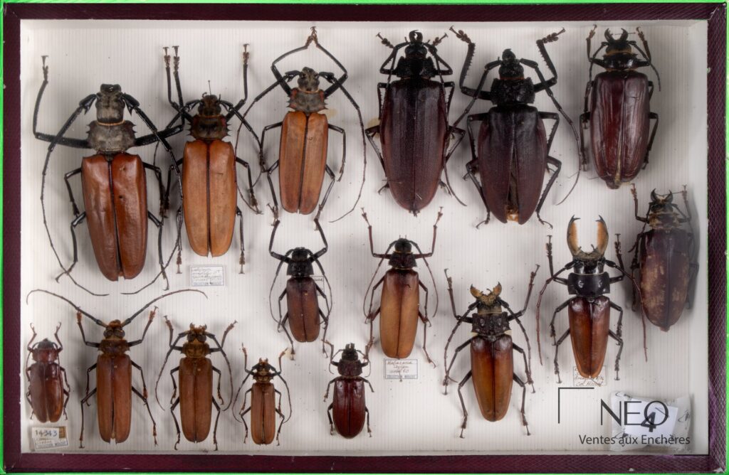 Boîte entomologique de grands coléoptères exotiques disposés sous verre