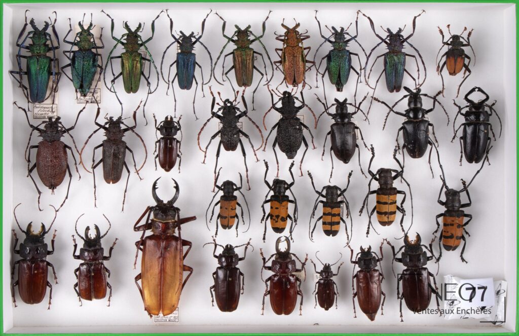 Boîte entomologique présentant plusieurs coléoptères naturalisés