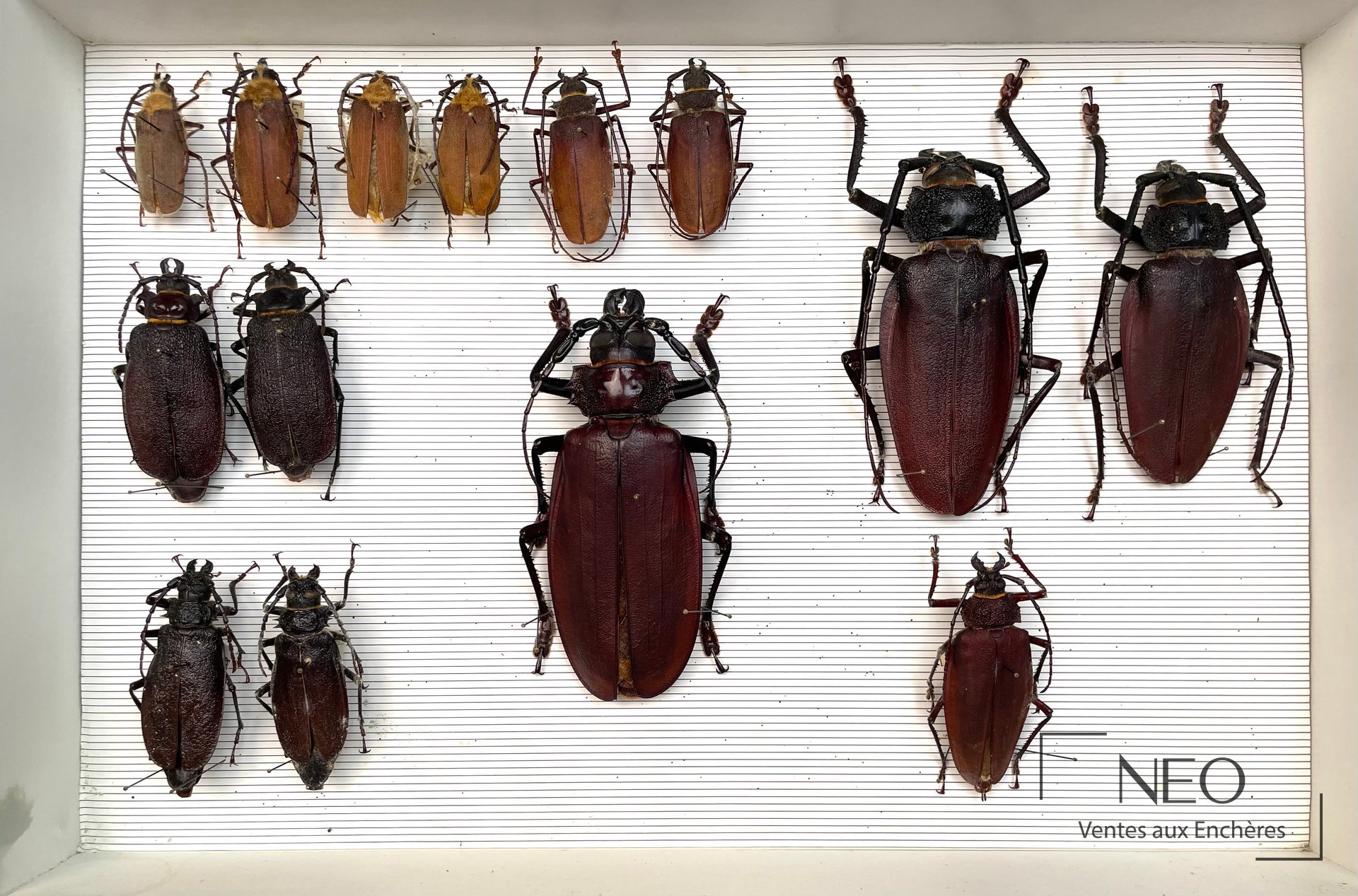 Boîte d’insectes naturalisés présentant plusieurs Cerambycidae Prioninae alignés sur fond rayé.