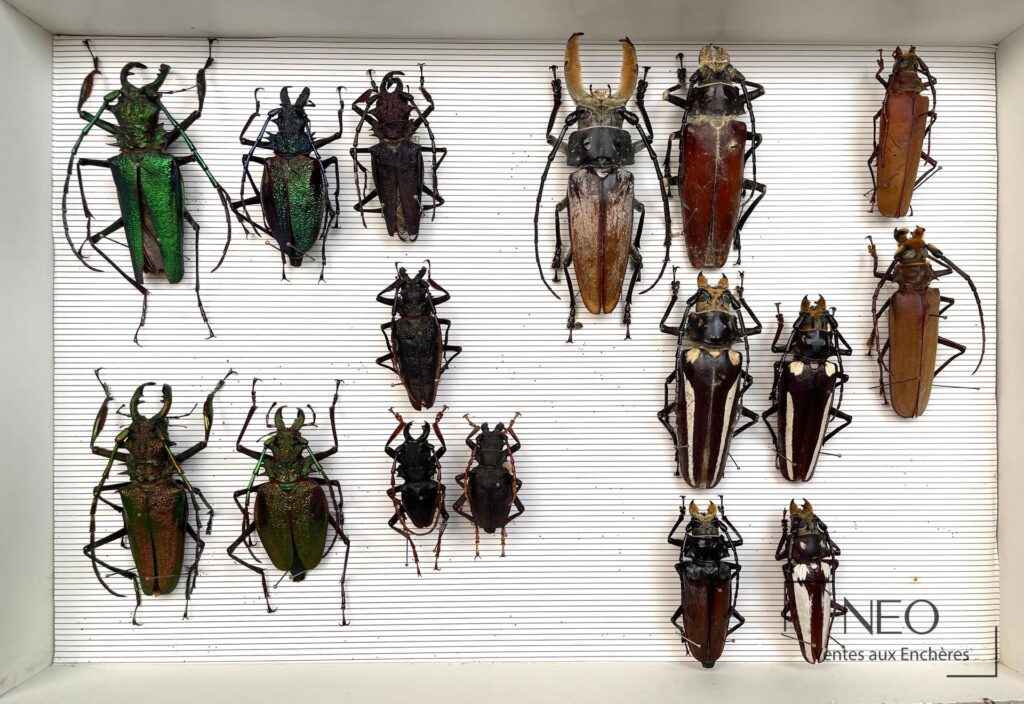 Boîte de coléoptères naturalisés présentés sur fond rayé
