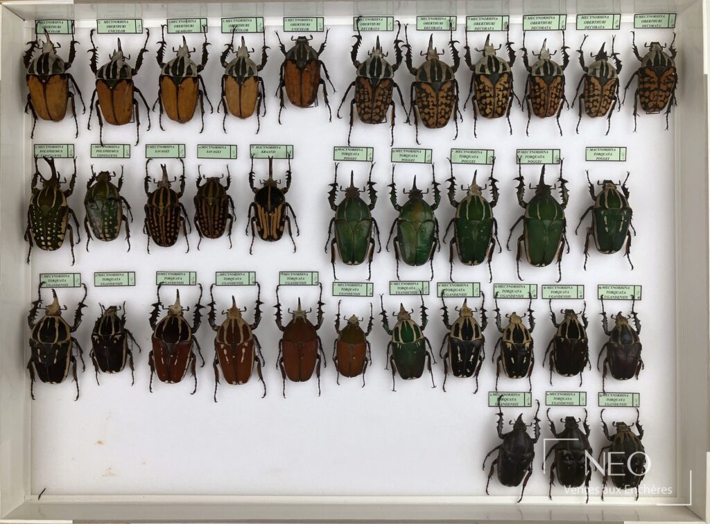 Boîte encadrée de Cetonidae africains disposés sur fond clair