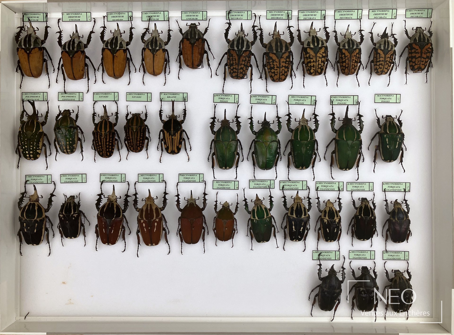 Boîte encadrée de Cetonidae africains disposés sur fond clair