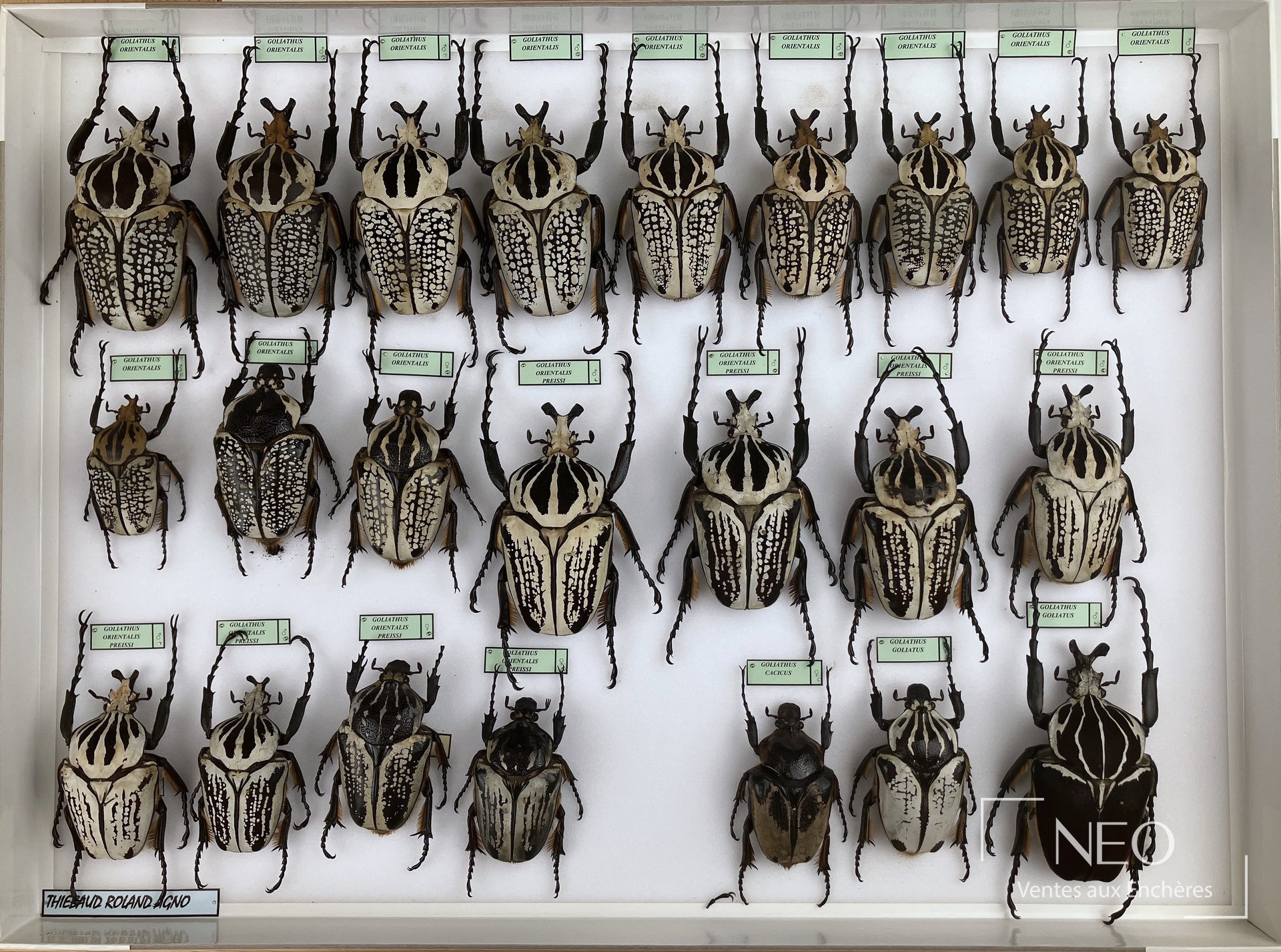 Boîte entomologique présentant plusieurs Cetonidae africains épinglés avec étiquettes