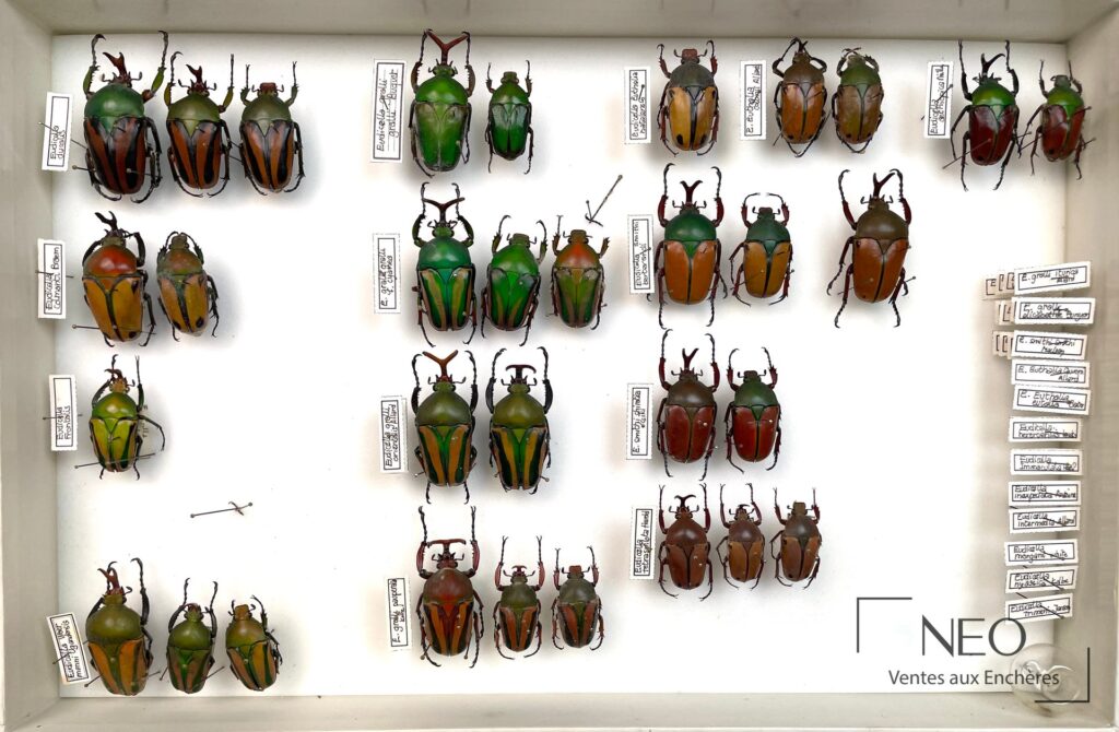 Boîte entomologique montrant plusieurs Cetonidae africains montés et étiquetés