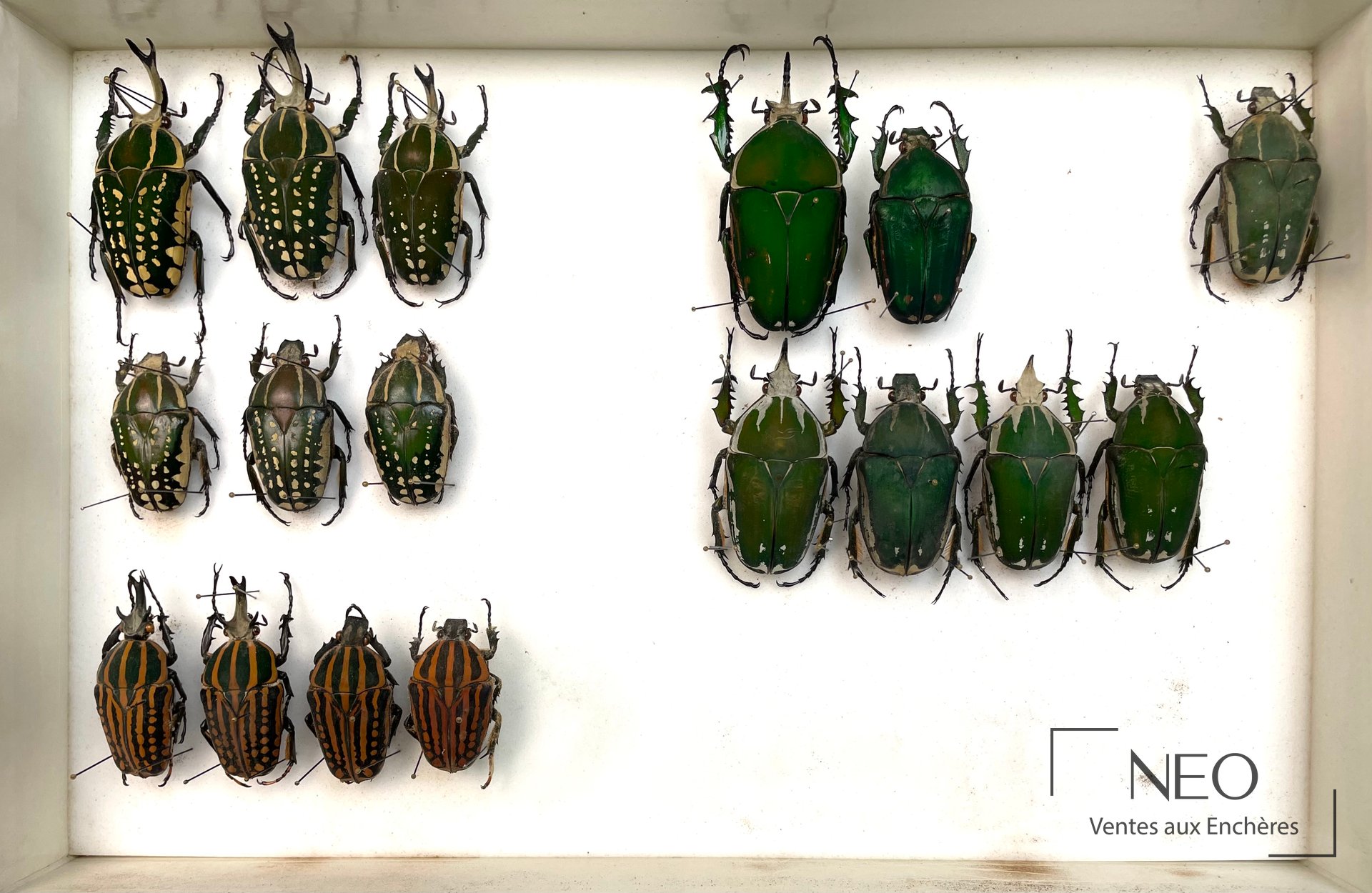 Boîte entomologique montrant plusieurs Cetonidae africains épinglés