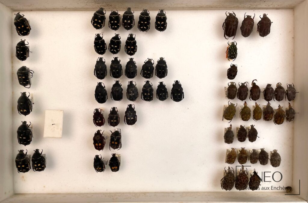 Boîte d’insectes avec de nombreux Cetonidae épinglés sur fond blanc