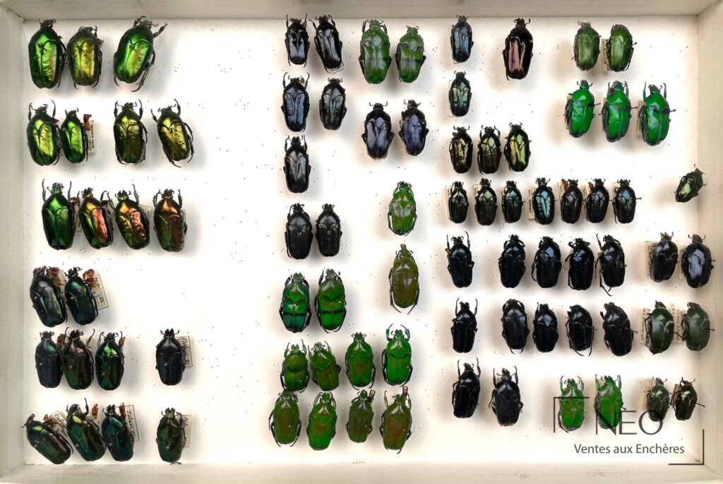 Boîte d'insectes naturalisés avec de nombreux Cetonidae verts