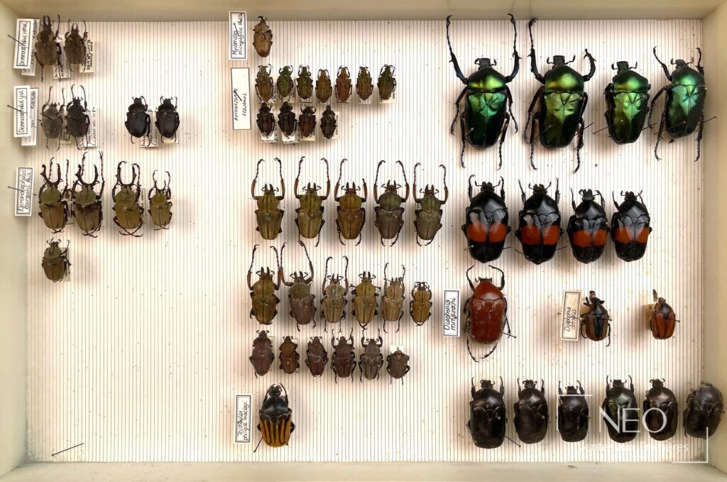 Ensemble de coléoptères naturalisés disposés dans une boîte entomologique.
