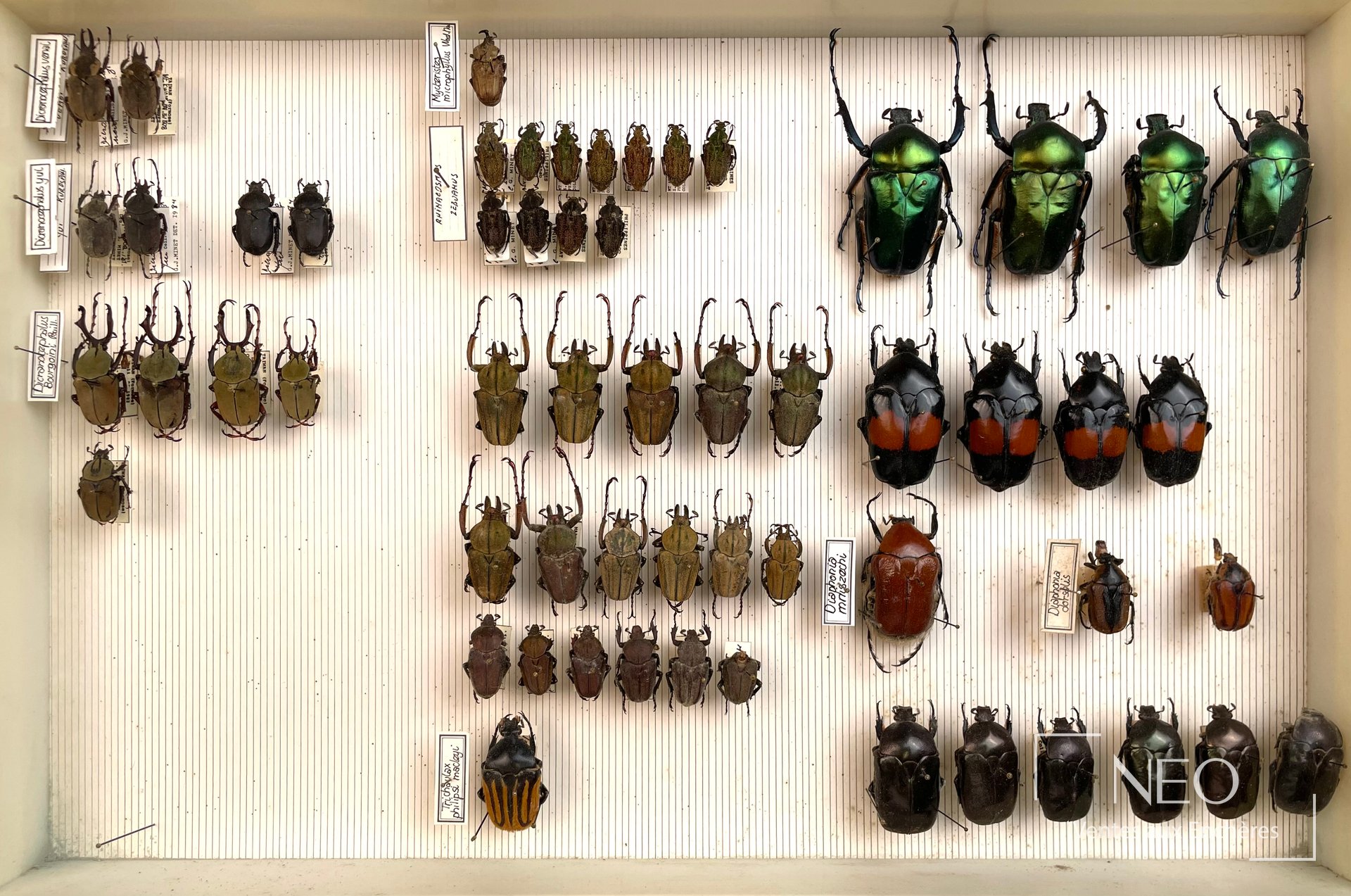 Ensemble de coléoptères naturalisés disposés dans une boîte entomologique.