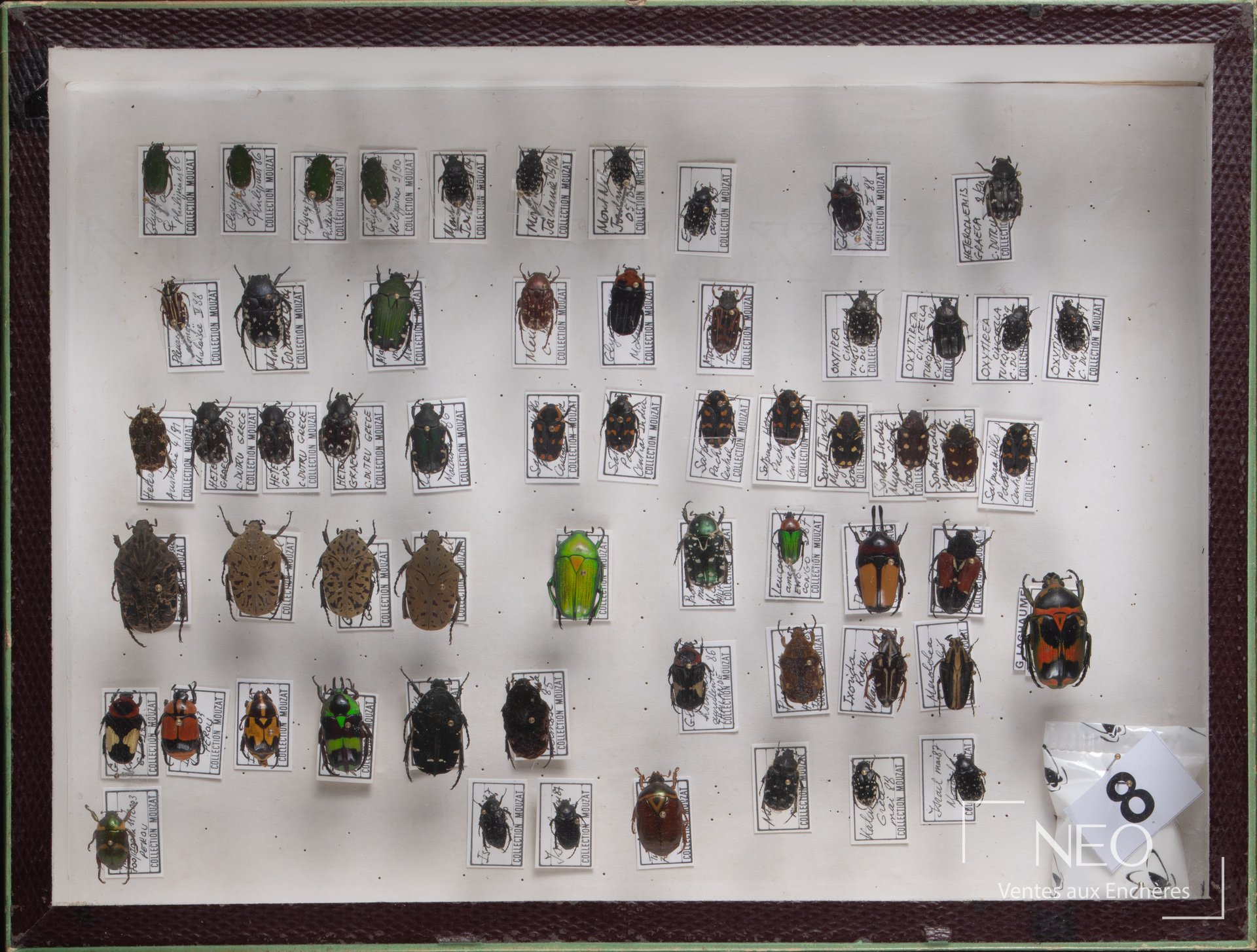 Boîte entomologique présentant de nombreux Cetonidae épinglés et étiquetés.