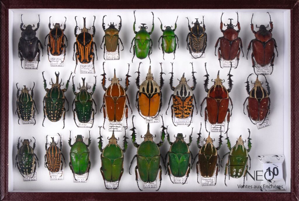 Lot 163 - Cetonidae exotiques dont Eudicella