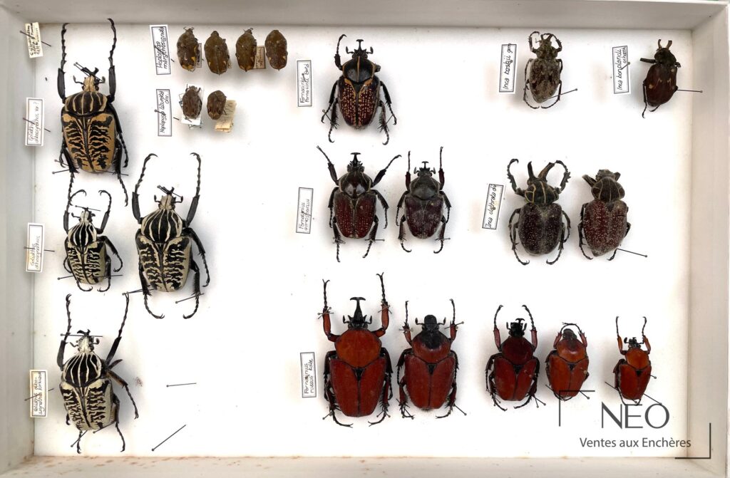 Vue d'ensemble d'une boîte d'insectes épinglés avec plusieurs grands coléoptères africains.