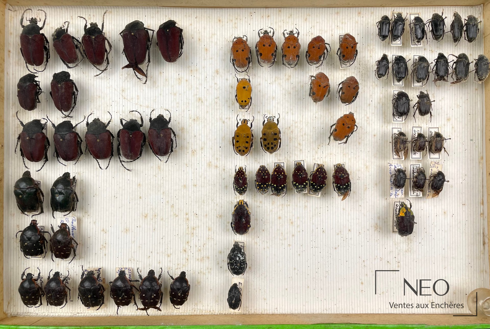 Vue d'ensemble d'une boîte de Cetonidae malgaches épinglés sur fond rayé