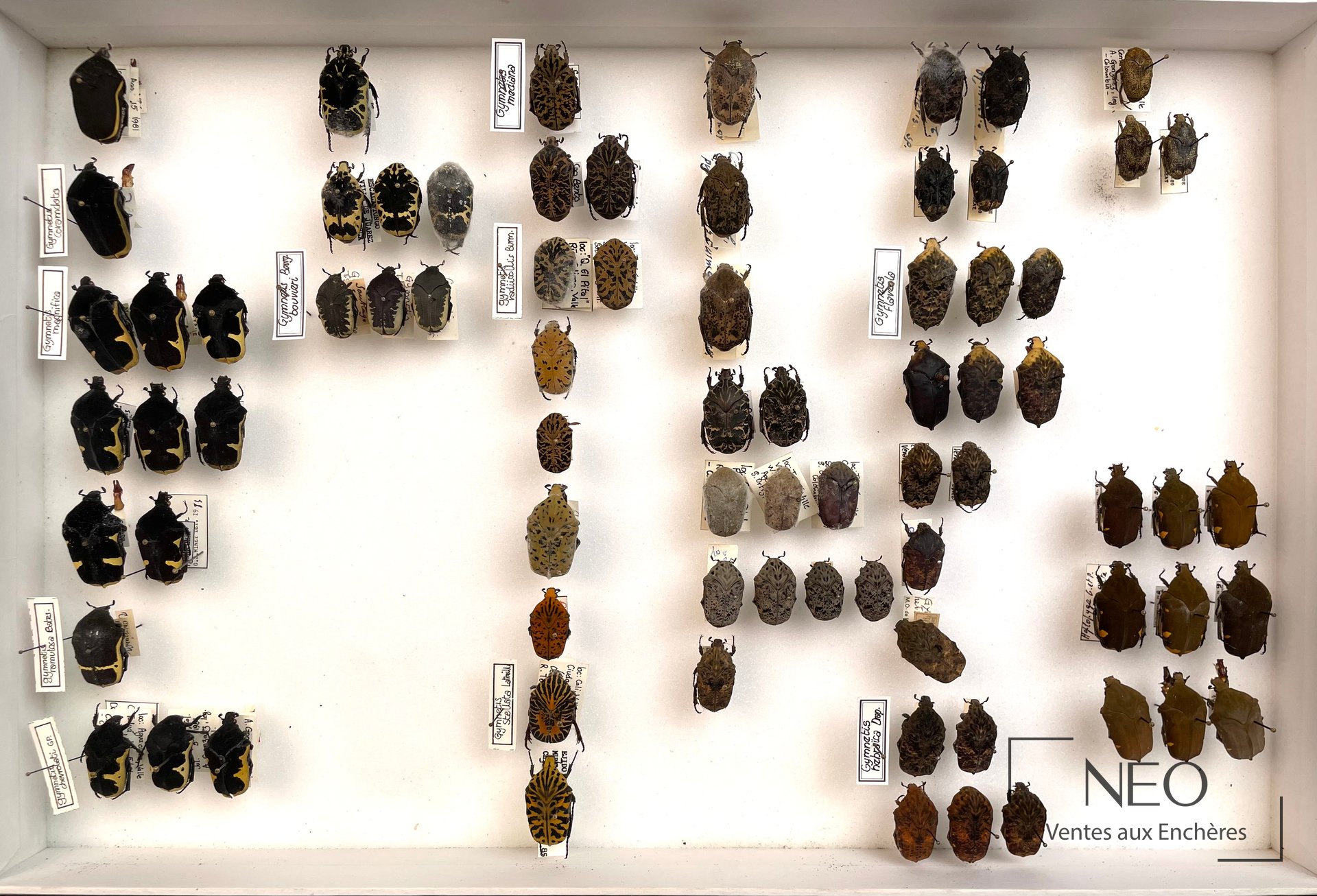 Boîte d'insectes avec de nombreux Cetonidae épinglés et étiquetés sur fond blanc