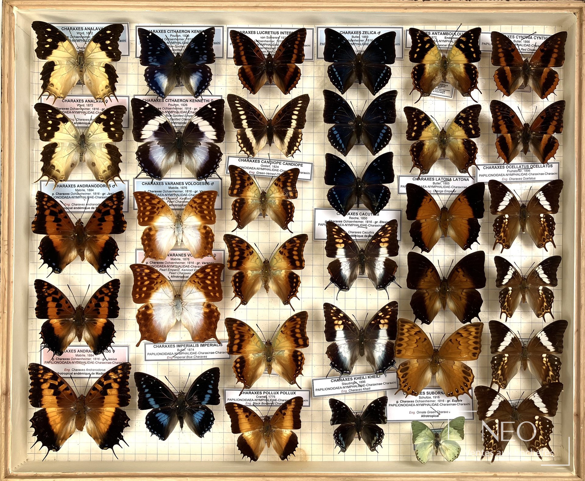 Boîte entomologique remplie de papillons Charaxes disposés sur fond quadrillé