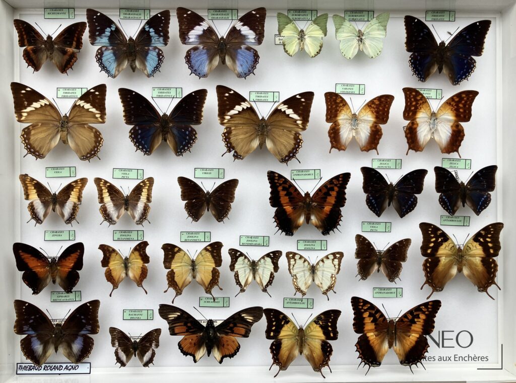 Boîte de papillons Charaxes présentée sous verre