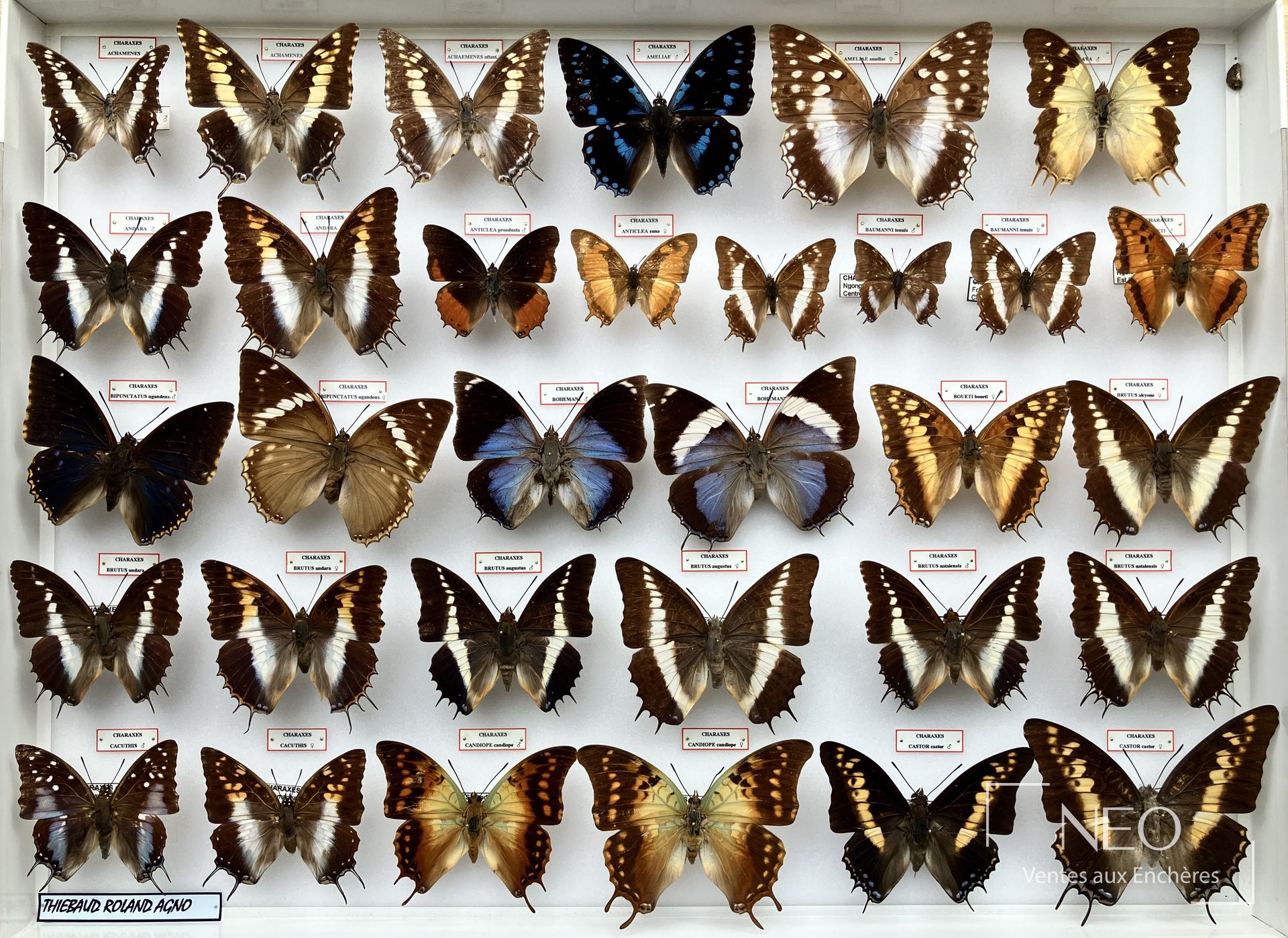 Charaxes nobilis et divers, boîtes entomologiques, collection