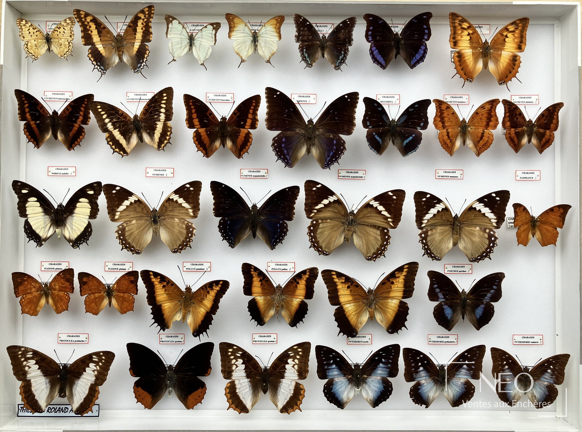 Boîte entomologique de papillons Charaxes et Nymphalidae asiatiques présentée de face