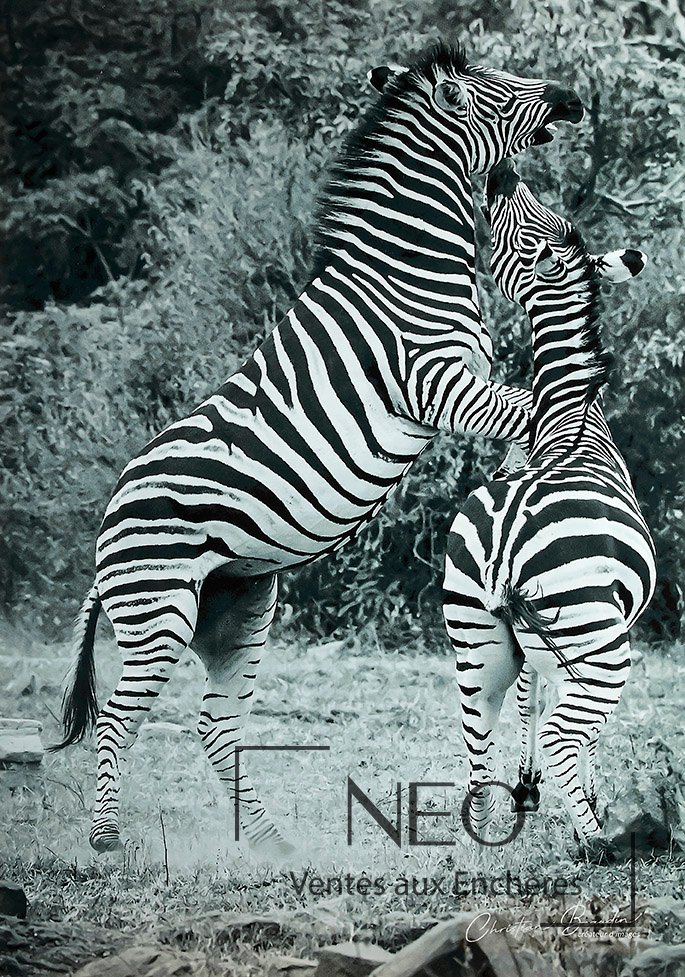 Deux zèbres dans la savane