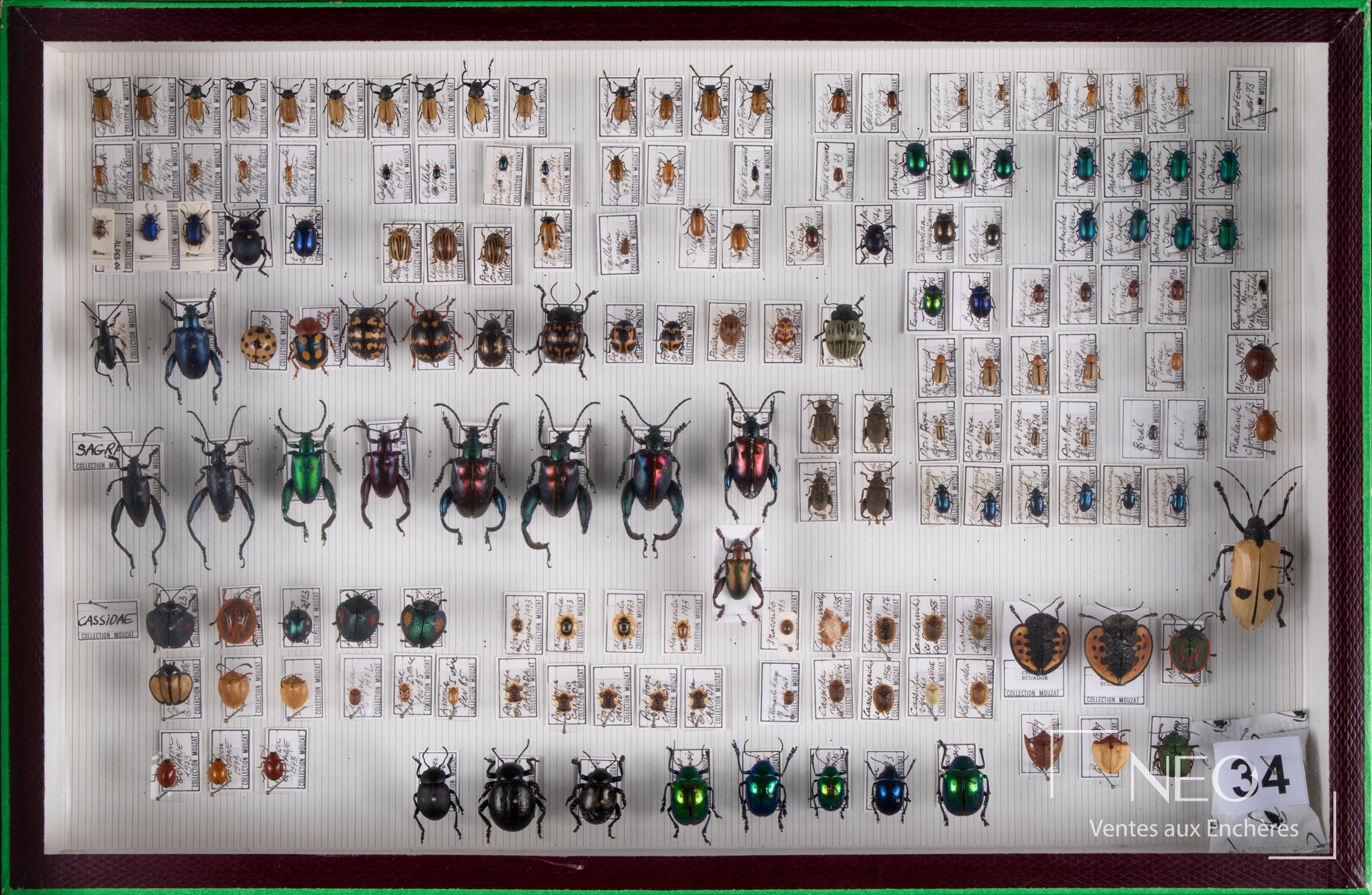 Boîte entomologique de Chrysomelidae avec insectes épinglés sur fond quadrillé