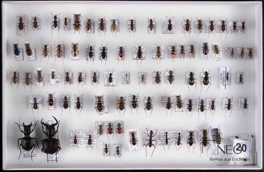Vue d'ensemble d'une boîte entomologique remplie de cicindèles épinglées et étiquetées
