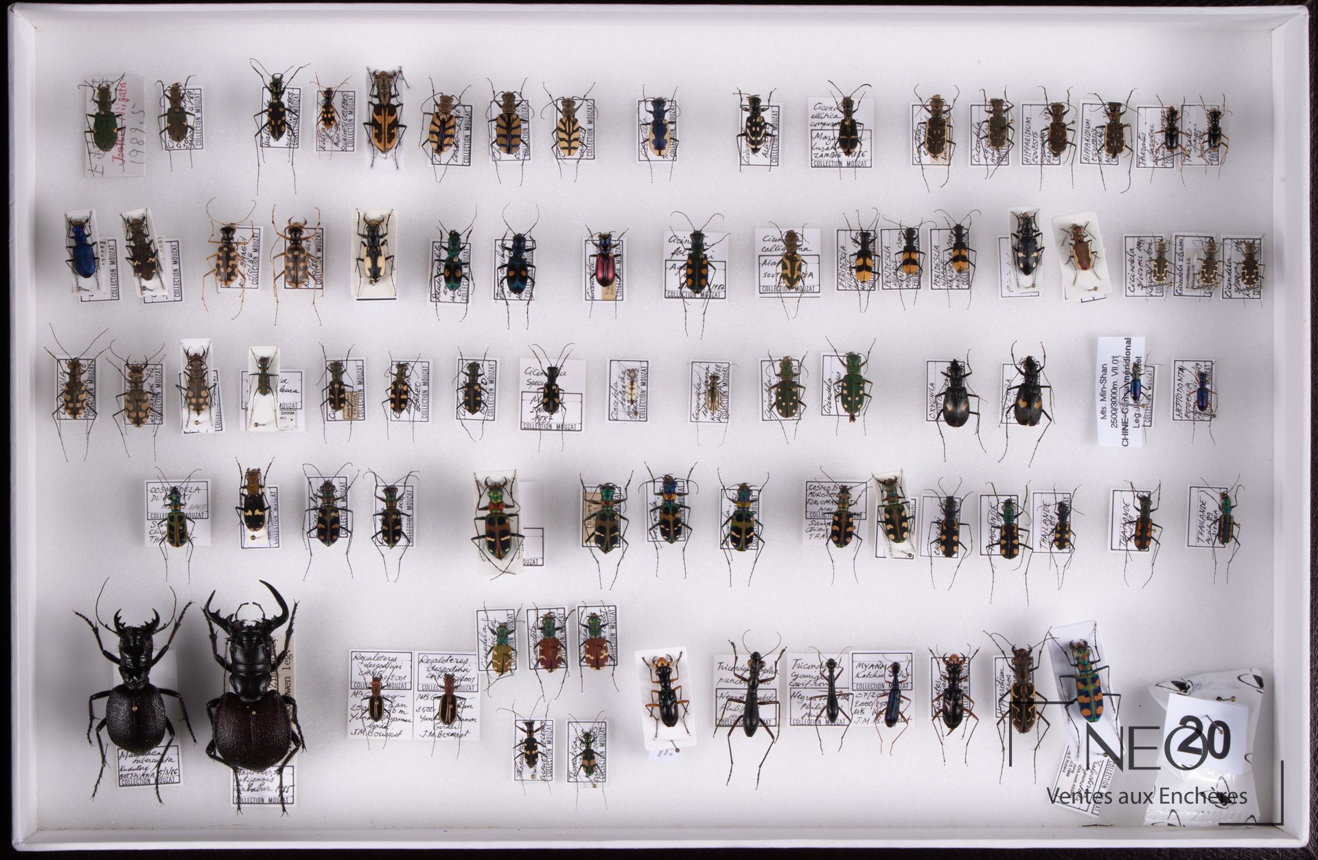 Vue d'ensemble d'une boîte entomologique remplie de cicindèles épinglées et étiquetées