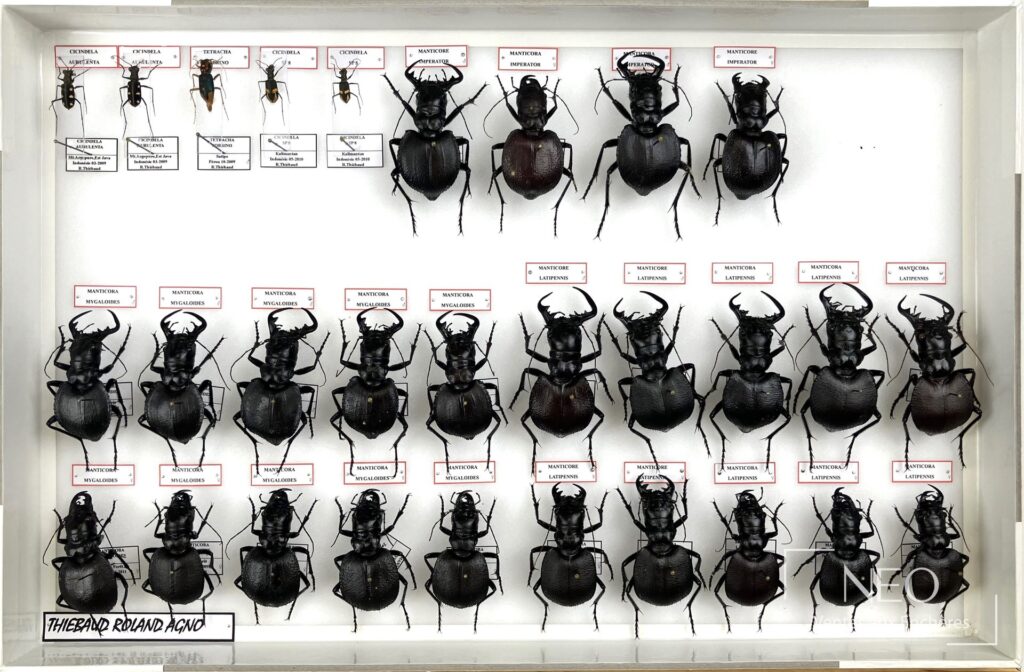 Boîte vitrée présentant plusieurs insectes naturalisés alignés sur fond blanc.