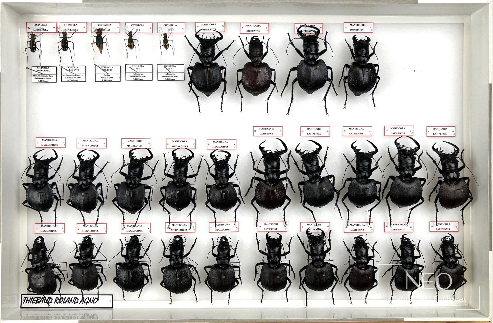 Boîte vitrée présentant plusieurs insectes naturalisés alignés sur fond blanc.