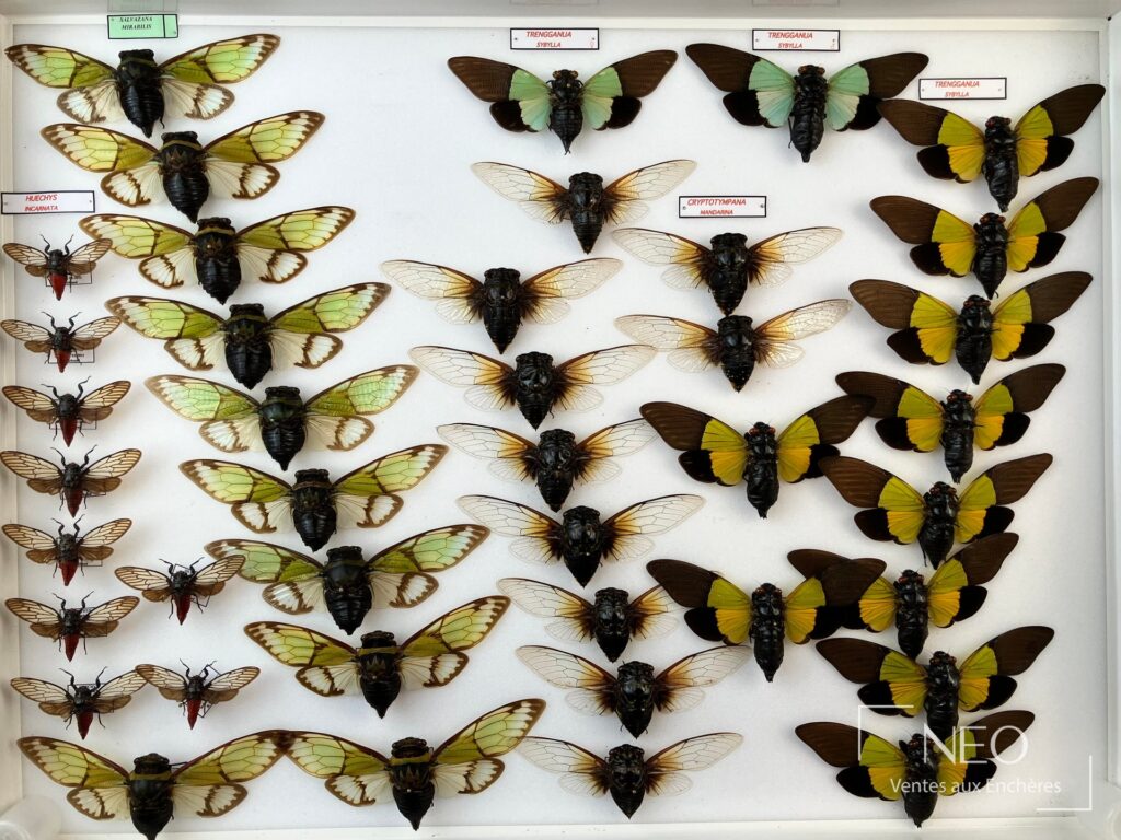 Ensemble de cigales exotiques d’Asie présenté en boîte entomologique